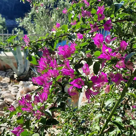 Hera Korcula, Special One, Pool, Right On The Sea,parking, 8 People Vila Čara